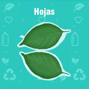 hojas